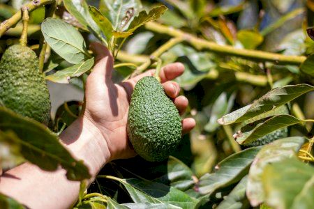 Castellón abre una tienda online para comprar aguacates sostenibles directos del campo