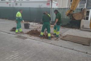 Torrent planta cerca de 200 árboles en las zonas de Reina Sofia, Parc Central, El Vedat y la Ronda de Safranar