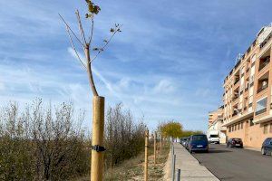 Requena repone decenas de árboles