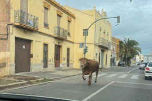 Vaca en Poble Nou