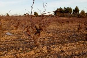 Los viñedos históricos van desapareciendo por su falta de protección