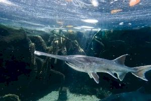 El Oceanogràfic de València incorpora tres peces espátula amenazados