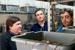 Borriana suma 12.000 euros per a l'insectari del municipi en la batalla biològica contra el cotonet