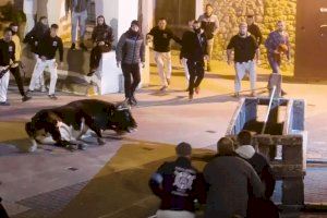 VIDEO | Pacma denuncia los 'bous al carrer' con imágenes de un embolado de Oropesa