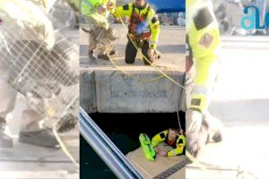 VIDEO | Los bomberos rescatan a un gato atrapado en el Puerto Pesquero de Villajoyosa