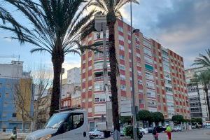 Alzira continua amb la poda de les palmeres i tractament del morrut Alzira continua amb la poda de les palmeres i tractament del morrut