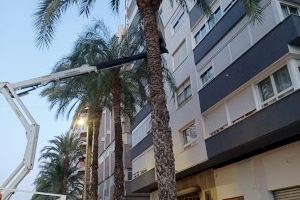 Alzira continua amb la poda de les palmeres i tractament del morrut - (foto 2) Alzira continua amb la poda de les palmeres i tractament del morrut - (foto 2)