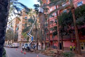 L’Ajuntament de València incrementa un 400% la poda d’arbrat durant els primers quatre mesos de la nova contracta de jardineria - (foto 3)
