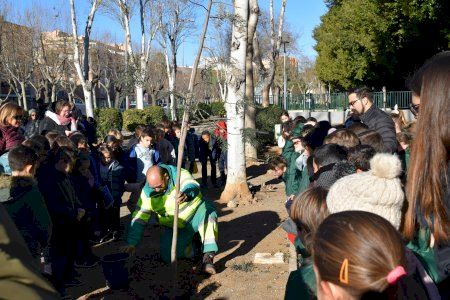Sedaví ha celebrat el Dia de l’Arbre amb la plantació de dos exemplars de Grevillea