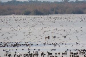 El Hondo de Elche Crevillent registra uno de los mayores censos de aves de toda la serie histórica