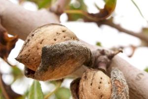 LA UNIÓ reclama ayudas directas para los productores de almendra y un plan ambicioso de reestructuración