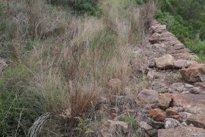 Imagen antes del desbroce Imagen antes del desbroce