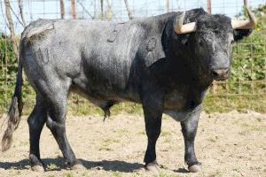 Fira de la Magdalena 2023: Roca Rey Manzanares o El Juli ompliran el cus de Castelló - (foto 6) Fira de la Magdalena 2023: Roca Rey Manzanares o El Juli ompliran el cus de Castelló - (foto 6)