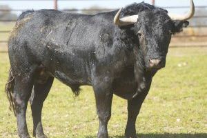 Fira de la Magdalena 2023: Roca Rey Manzanares o El Juli ompliran el cus de Castelló - (foto 2) Fira de la Magdalena 2023: Roca Rey Manzanares o El Juli ompliran el cus de Castelló - (foto 2)