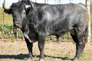 Fira de la Magdalena 2023: Roca Rey Manzanares o El Juli ompliran el cus de Castelló - (foto 7) Fira de la Magdalena 2023: Roca Rey Manzanares o El Juli ompliran el cus de Castelló - (foto 7)