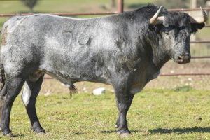 Fira de la Magdalena 2023: Roca Rey Manzanares o El Juli ompliran el cus de Castelló - (foto 3) Fira de la Magdalena 2023: Roca Rey Manzanares o El Juli ompliran el cus de Castelló - (foto 3)