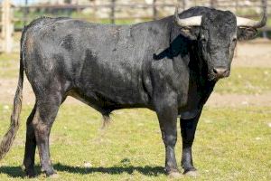 Fira de la Magdalena 2023: Roca Rey Manzanares o El Juli ompliran el cus de Castelló - (foto 4) Fira de la Magdalena 2023: Roca Rey Manzanares o El Juli ompliran el cus de Castelló - (foto 4)