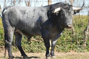 Fira de la Magdalena 2023: Roca Rey Manzanares o El Juli ompliran el cus de Castelló - (foto 5) Fira de la Magdalena 2023: Roca Rey Manzanares o El Juli ompliran el cus de Castelló - (foto 5)