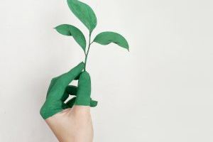 Xilxes crearà una borsa d'ocupació temporal per al lloc d'Educador/a mediambiental