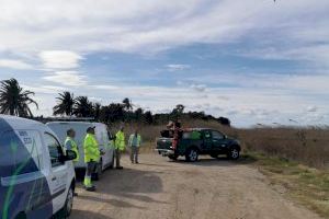 València usa drones en l’Albufera para controlar la población de mosquitos