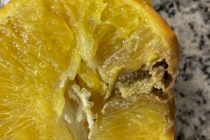 Preocupación entre los citricultores valencianos por la 'falsa polilla' detectada en Israel