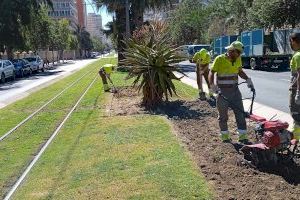 La Semana Santa anticipa la campaña de primavera en los parques y jardines de Alicante con nuevas plantas y flores