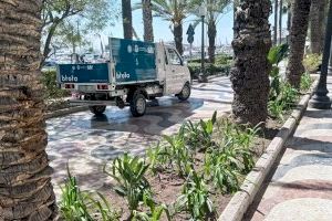 La Semana Santa anticipa la campaña de primavera en los parques y jardines de Alicante con nuevas plantas y flores - (foto 3)