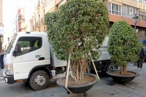 La Semana Santa anticipa la campaña de primavera en los parques y jardines de Alicante con nuevas plantas y flores - (foto 6)