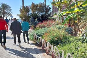 La Semana Santa anticipa la campaña de primavera en los parques y jardines de Alicante con nuevas plantas y flores - (foto 9)