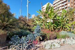 La Semana Santa anticipa la campaña de primavera en los parques y jardines de Alicante con nuevas plantas y flores - (foto 11)