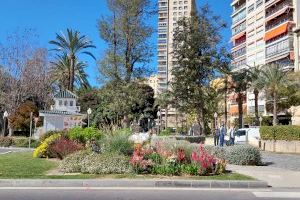 La Semana Santa anticipa la campaña de primavera en los parques y jardines de Alicante con nuevas plantas y flores - (foto 12)
