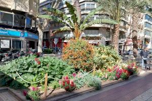 La Semana Santa anticipa la campaña de primavera en los parques y jardines de Alicante con nuevas plantas y flores - (foto 15)