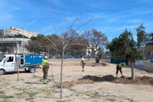 La Semana Santa anticipa la campaña de primavera en los parques y jardines de Alicante con nuevas plantas y flores - (foto 19)