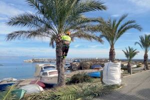 La Semana Santa anticipa la campaña de primavera en los parques y jardines de Alicante con nuevas plantas y flores - (foto 21)
