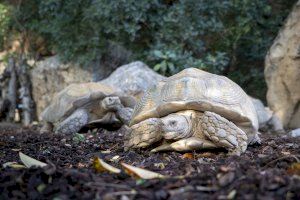 Estas son las dos tortugas más grandes del planeta que puedes ver en BIOPARC
