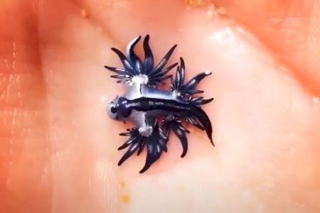 VIDEO | Reaparece 300 años después el extraño dragón azul en la costa valenciana VIDEO | Reaparece 300 años después el extraño dragón azul en la costa valenciana