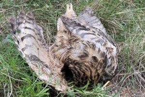 Sexto búho real electrocutado en una línea eléctrica de IDE (Iberdorla) en Oliva