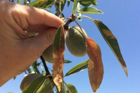 El Ayuntamiento de la Vila Joiosa pone fechas para el reparto de producto fitosanitario contra la Xylella Fastidiosa