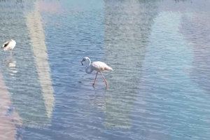 El PSPV de Calp da el primer paso para frenar la sobreexplotación urbanística