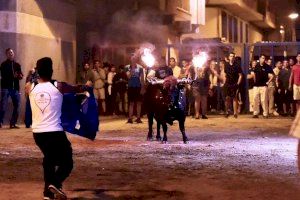 Bous a la Vall d'Uixó: aquests són els set bous de Sant Antoni Abad