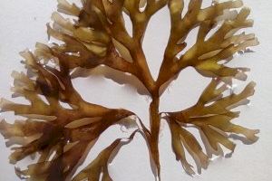 Investigadors de la UA detecten l’espècie d’alga invasora asiàtica Rugulopteryx okamurae a la costa d’Alacant Investigadors de la UA detecten l’espècie d’alga invasora asiàtica Rugulopteryx okamurae a la costa d’Alacant