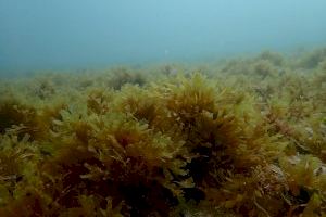 Investigadors de la UA detecten l’espècie d’alga invasora asiàtica Rugulopteryx okamurae a la costa d’Alacant - (foto 2) Investigadors de la UA detecten l’espècie d’alga invasora asiàtica Rugulopteryx okamurae a la costa d’Alacant - (foto 2)