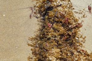 Investigadors de la UA detecten l’espècie d’alga invasora asiàtica Rugulopteryx okamurae a la costa d’Alacant - (foto 3) Investigadors de la UA detecten l’espècie d’alga invasora asiàtica Rugulopteryx okamurae a la costa d’Alacant - (foto 3)