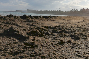 Investigadors de la UA detecten l’espècie d’alga invasora asiàtica Rugulopteryx okamurae a la costa d’Alacant - (foto 4) Investigadors de la UA detecten l’espècie d’alga invasora asiàtica Rugulopteryx okamurae a la costa d’Alacant - (foto 4)