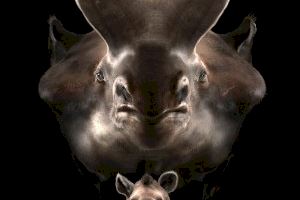 Un estudi sobre l’evolució dels brontotèrids liderat pel paleontòleg de la Universitat Óscar Sanisidro, publicat en la revista ‘Science’