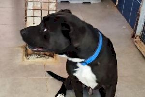 Maltrata y casi deja morir de hambre a su perro en Gandia