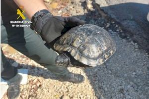 Localitzen a Alacant a un ancià que es va desorientar quan anava a soltar a la seua tortuga en un riu