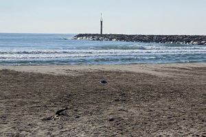 Burriana Decidix propone destinar una parte de la playa del Arenal a las mascotas
