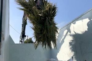 El servicio ‘Puerta a puerta’ cierra su primer año con más de 10.000 avisos y 970.000 kilos de restos de poda recogida - (foto 3) El servicio ‘Puerta a puerta’ cierra su primer año con más de 10.000 avisos y 970.000 kilos de restos de poda recogida - (foto 3)