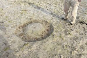 LA UNIÓ ha demanat a la Conselleria d'Agricultura que establisca de nou ajudes per als arrossers pels danys que pateixen amb l'avifauna